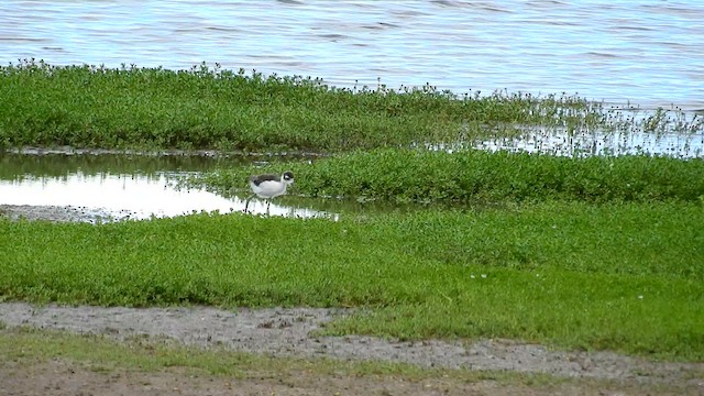 Black-necked Stilt (Hawaiian) - ML659540992