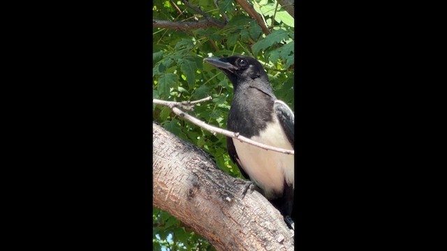 Oriental Magpie - ML659540994