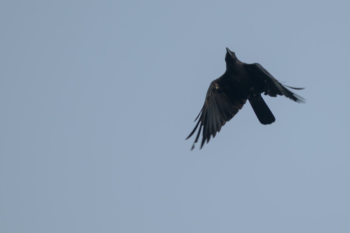 Sunda Crow - ML659541003