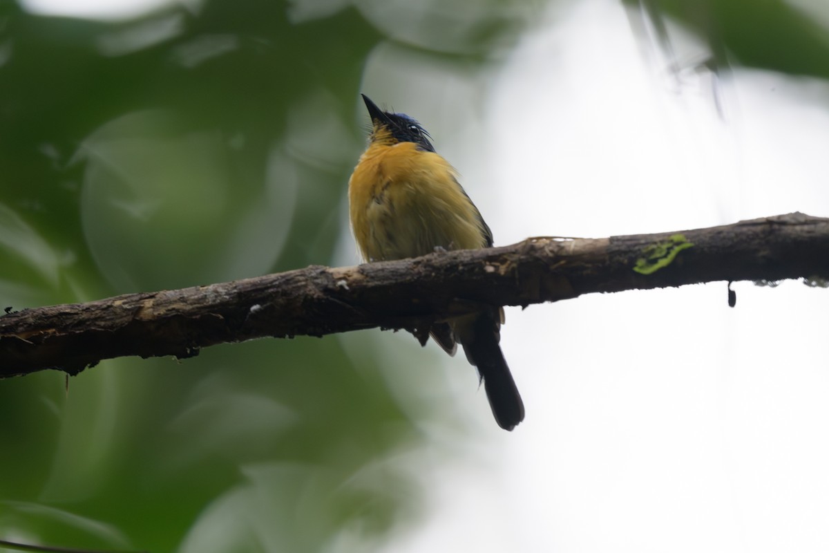 Bornean Blue Flycatcher - ML659541210