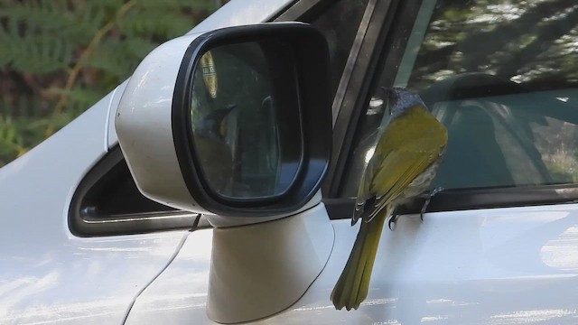 Yellow-throated Honeyeater - ML659541495