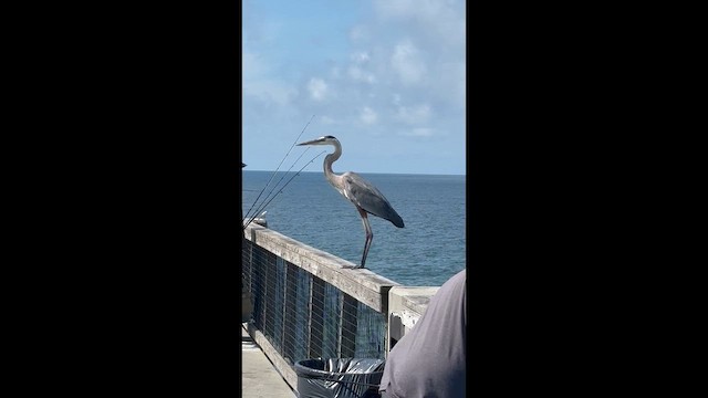 Great Blue Heron - ML659541508