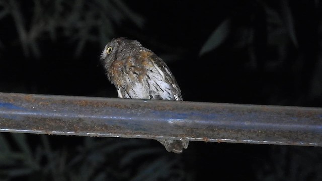 Oriental Scops-Owl - ML659541515