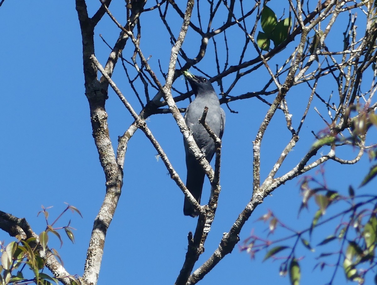 Sunda Cuckooshrike - ML659541535