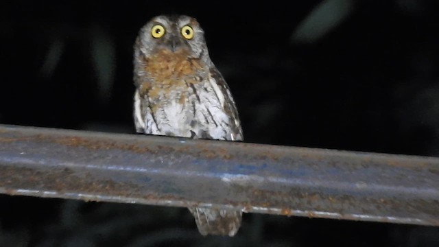 Oriental Scops-Owl - ML659541582
