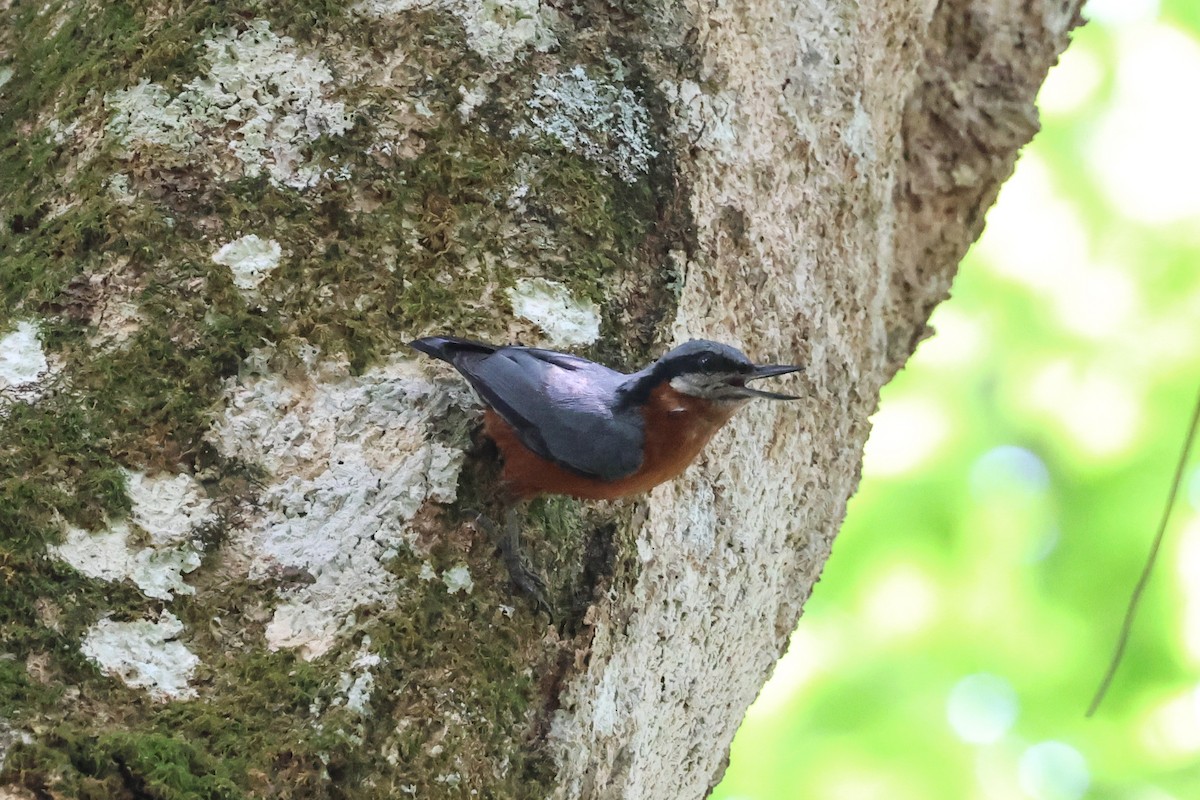 Chestnut-bellied Nuthatch - ML659542923