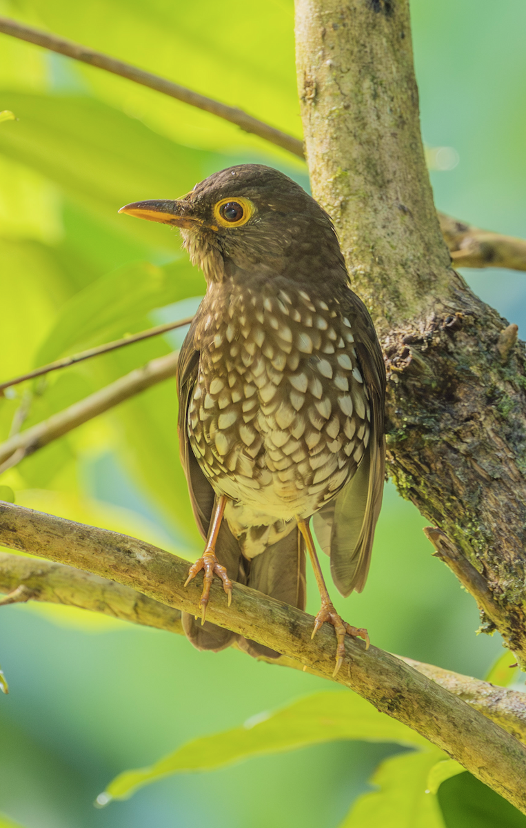 Forest Thrush - ML659543158