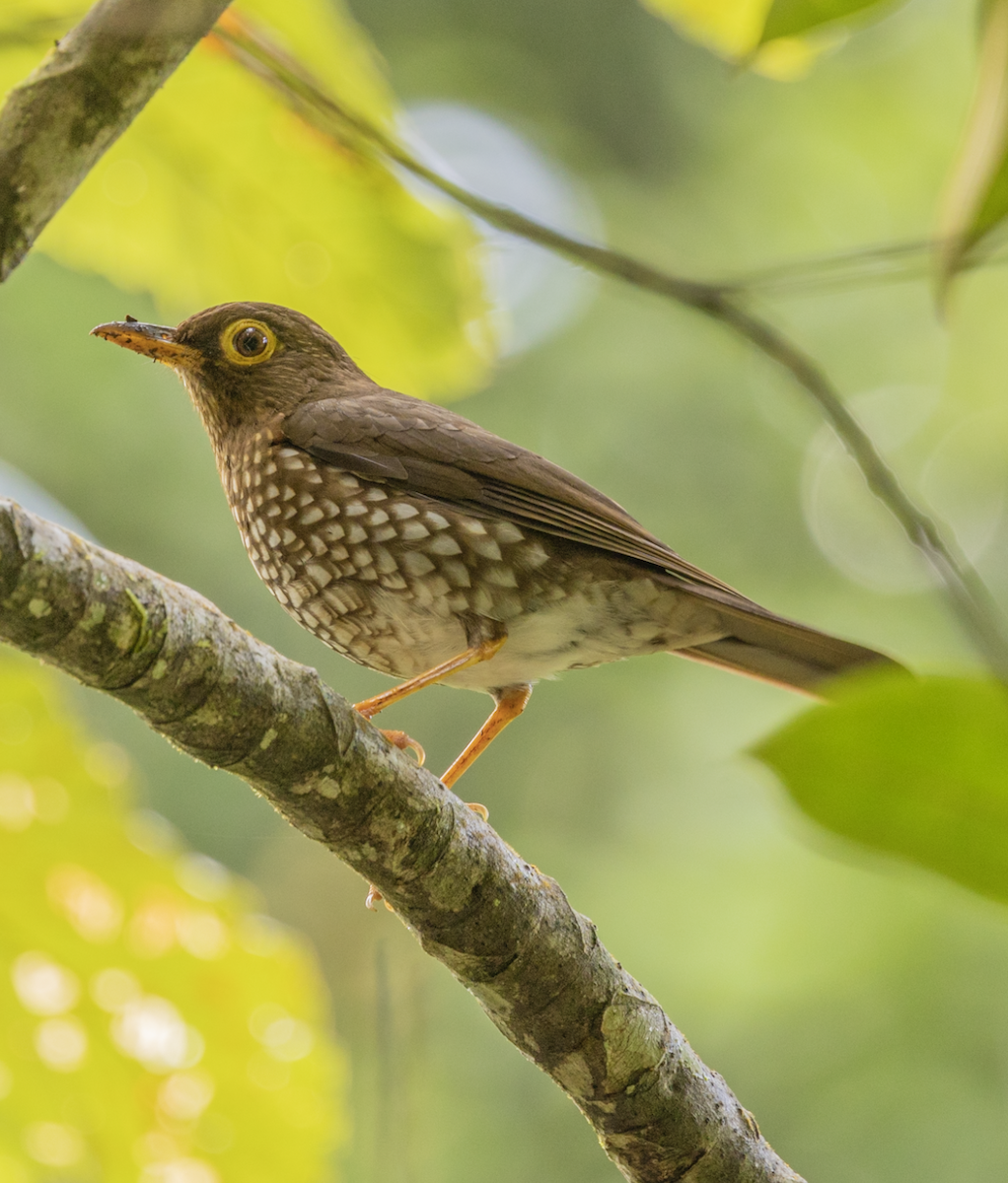 Forest Thrush - ML659543159