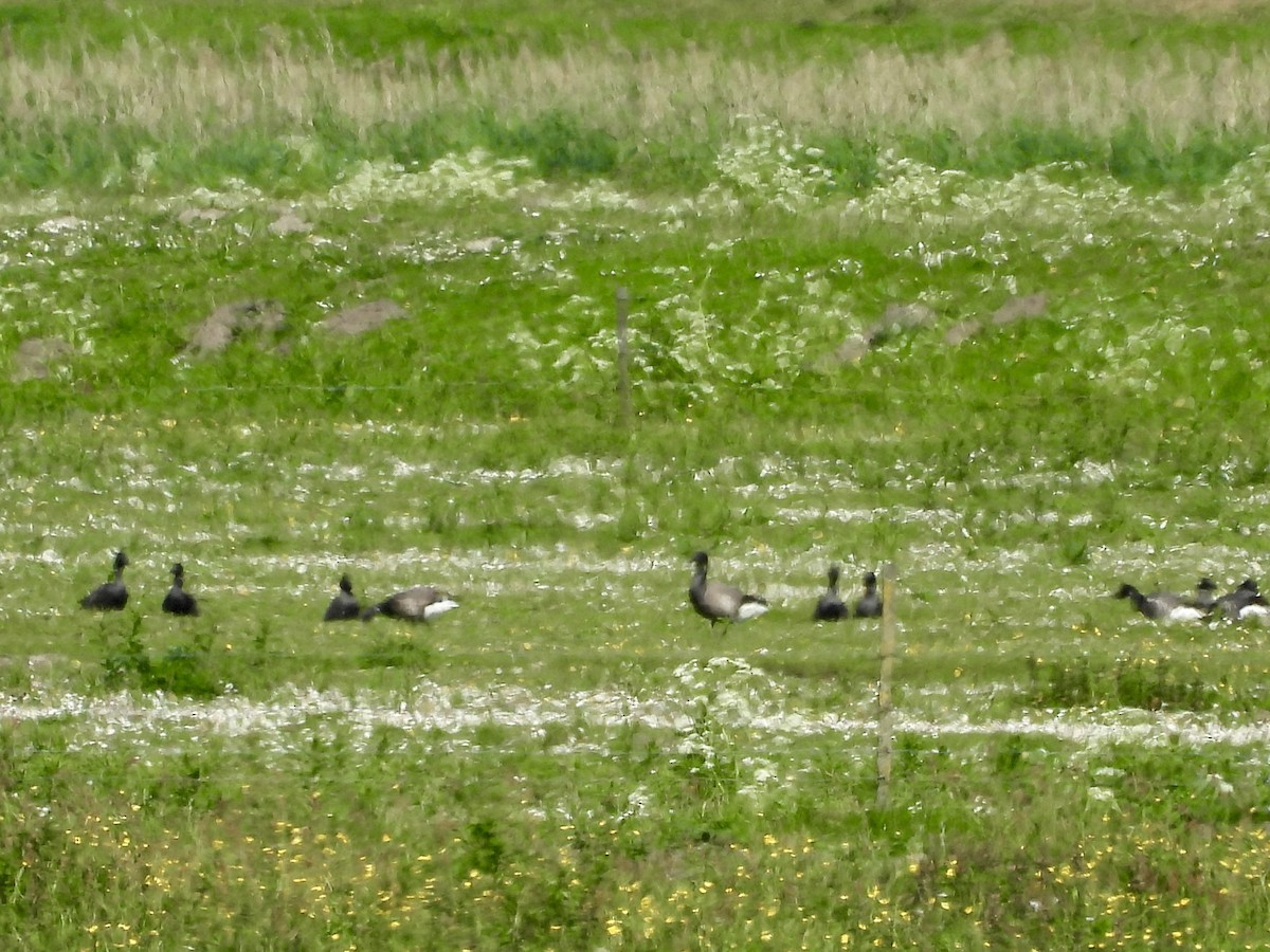 eBird Checklist - 18 May 2024 - Lauwersmeer - 47 species
