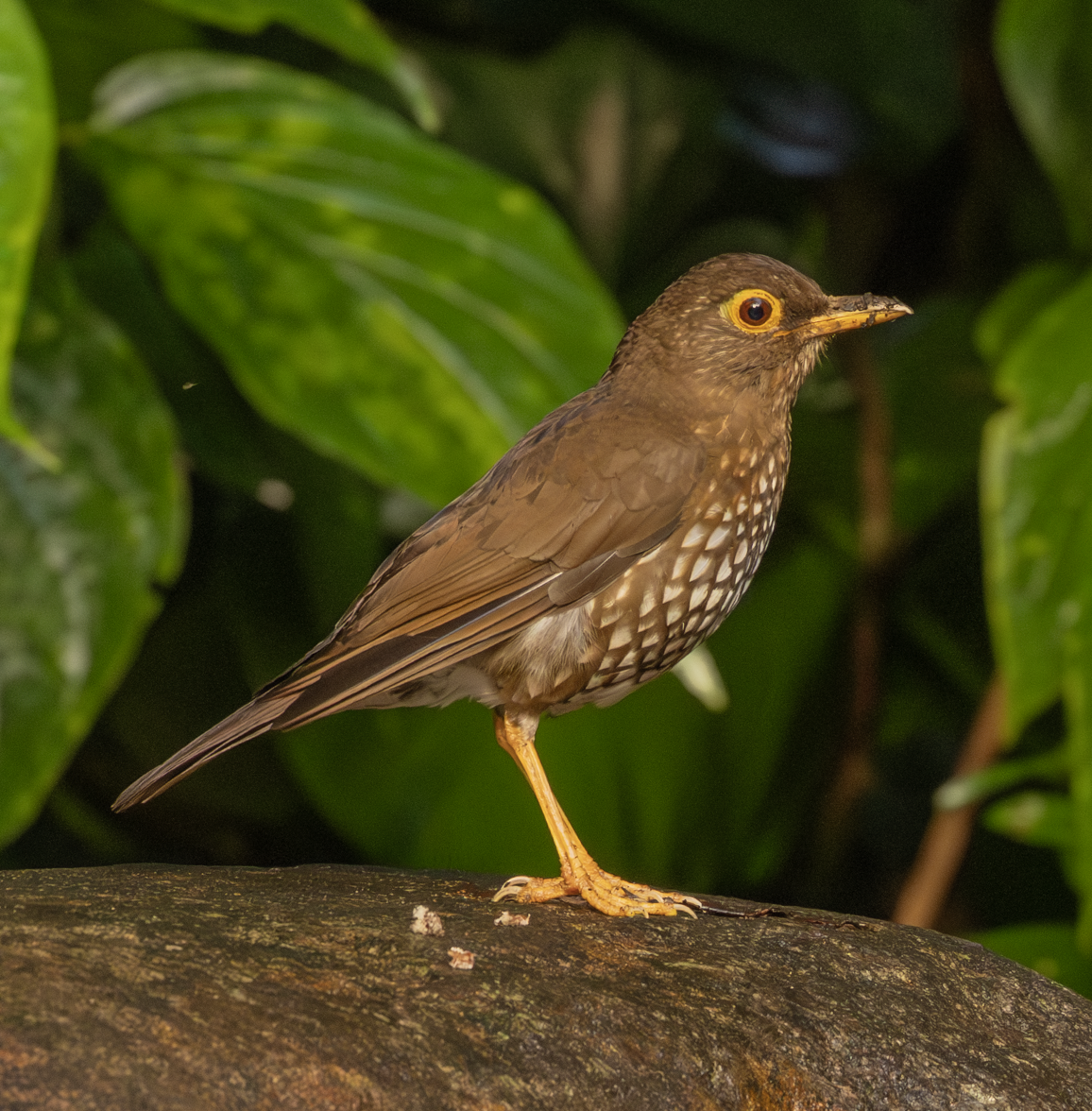 Forest Thrush - ML659543682