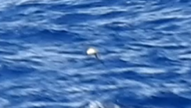 Black-winged Petrel - ML659544760