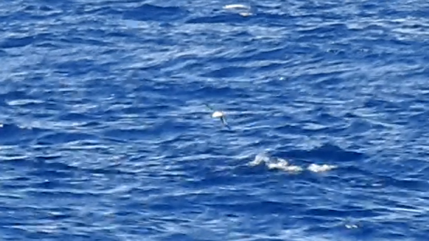 Black-winged Petrel - ML659544761