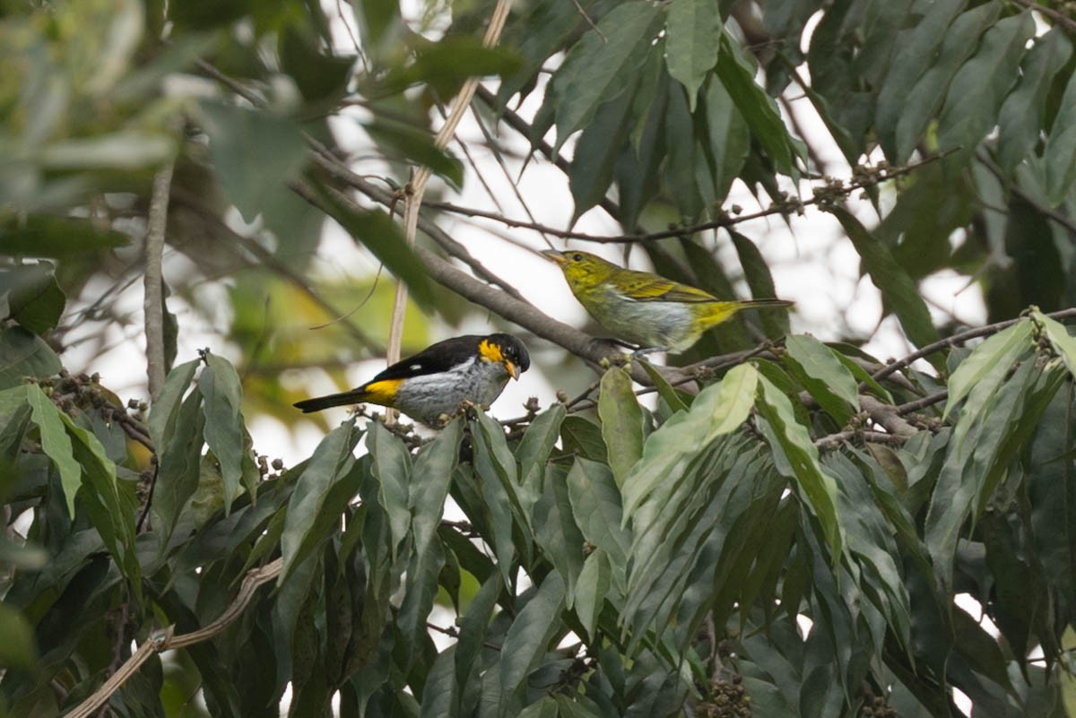 Tangara Gorjigualda - ML659545445