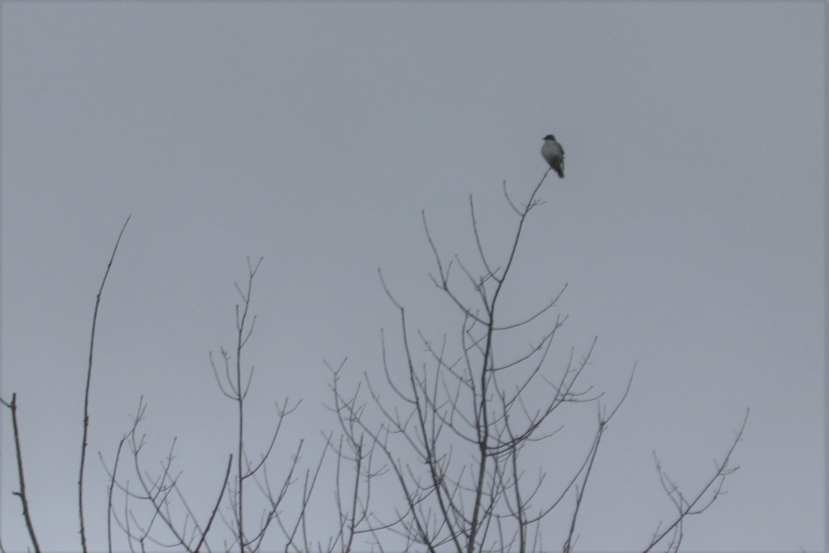 Eastern Kingbird - ML65954571