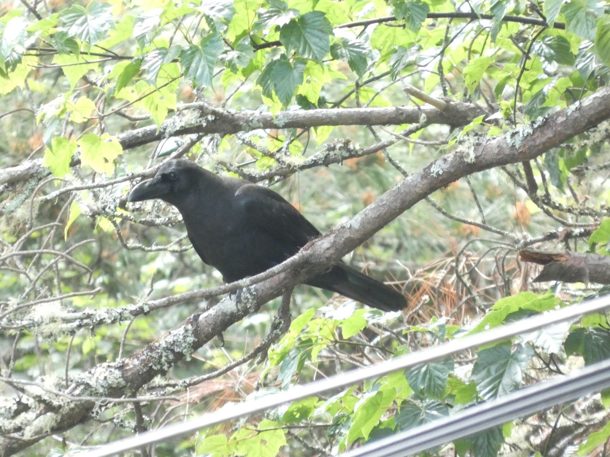 Large-billed Crow - ML659545744