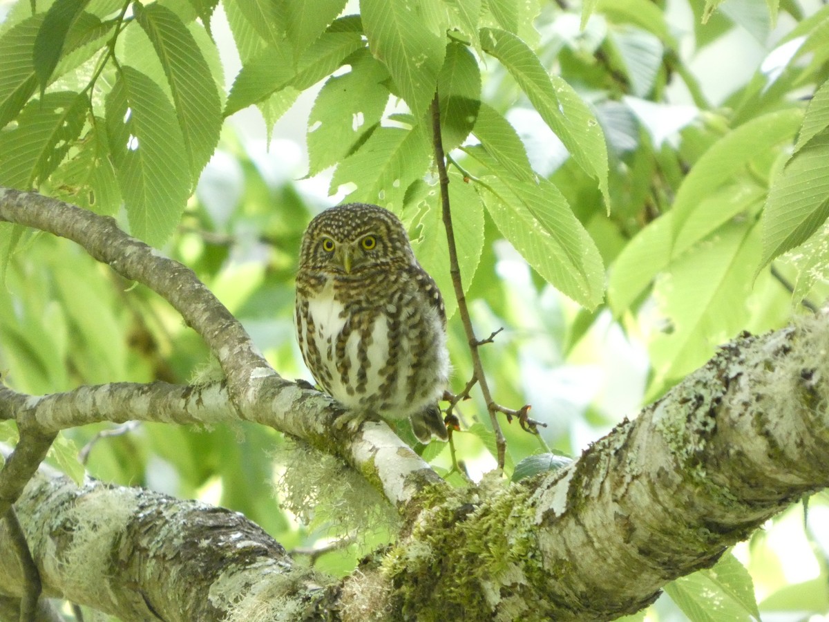 Collared Owlet - ML659545820