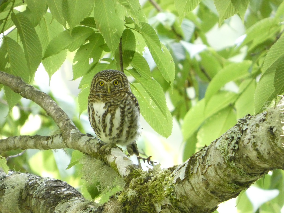 Collared Owlet - ML659545825