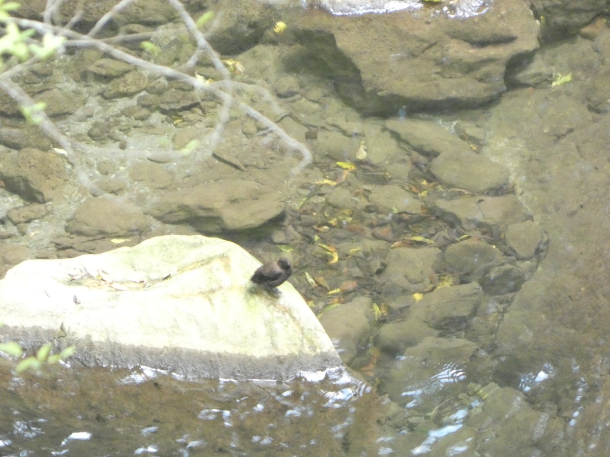Brown Dipper - ML659545862