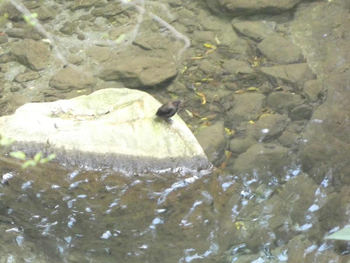 Brown Dipper - ML659545880