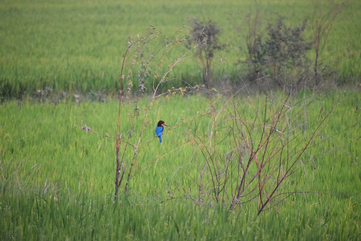 White-throated Kingfisher - ML659546462