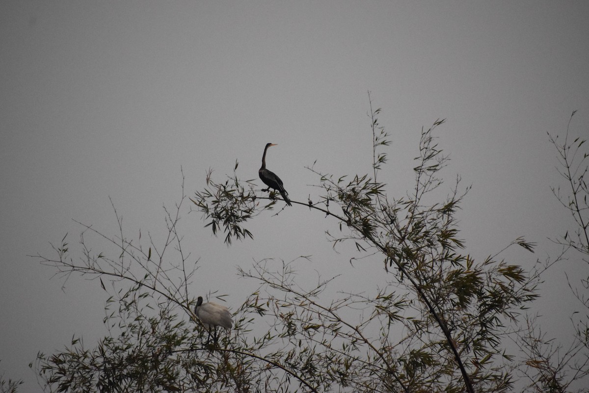 Oriental Darter - ML659546476