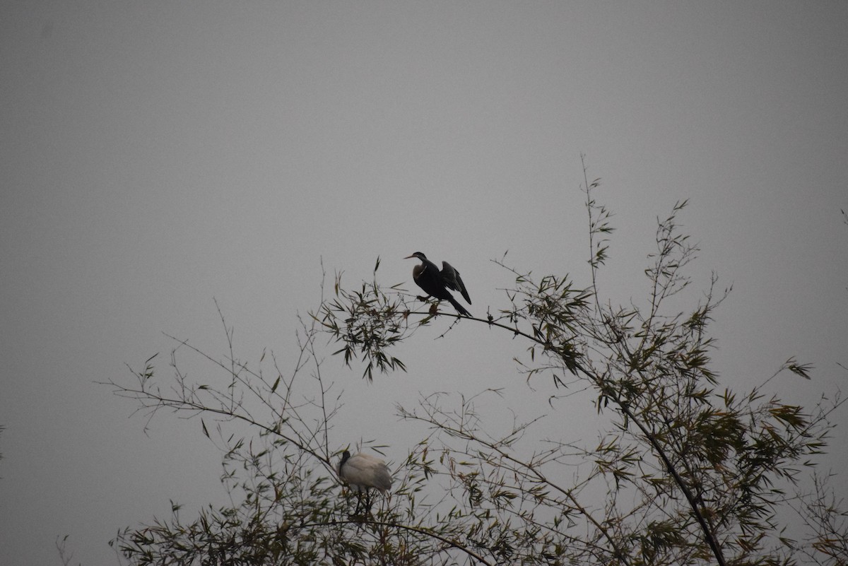 Oriental Darter - ML659546477