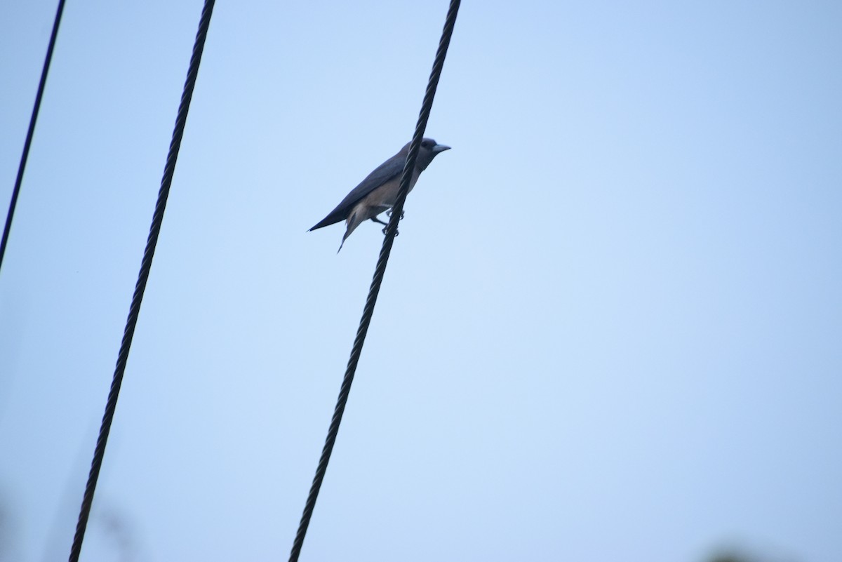 Ashy Woodswallow - ML659546500