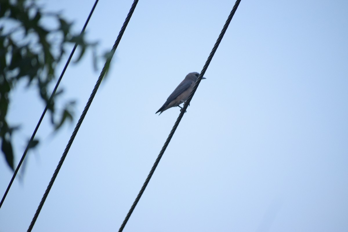 Ashy Woodswallow - ML659546501