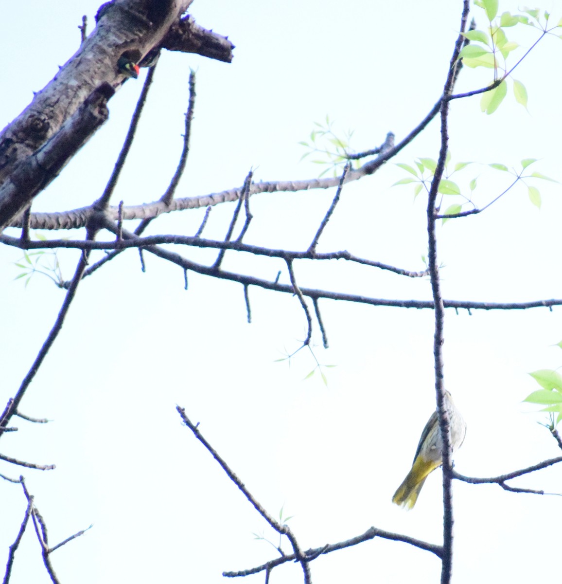 Coppersmith Barbet - ML659546601