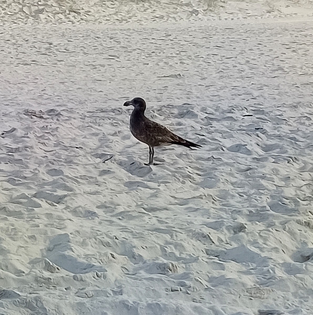 Pacific Gull - ML659546810