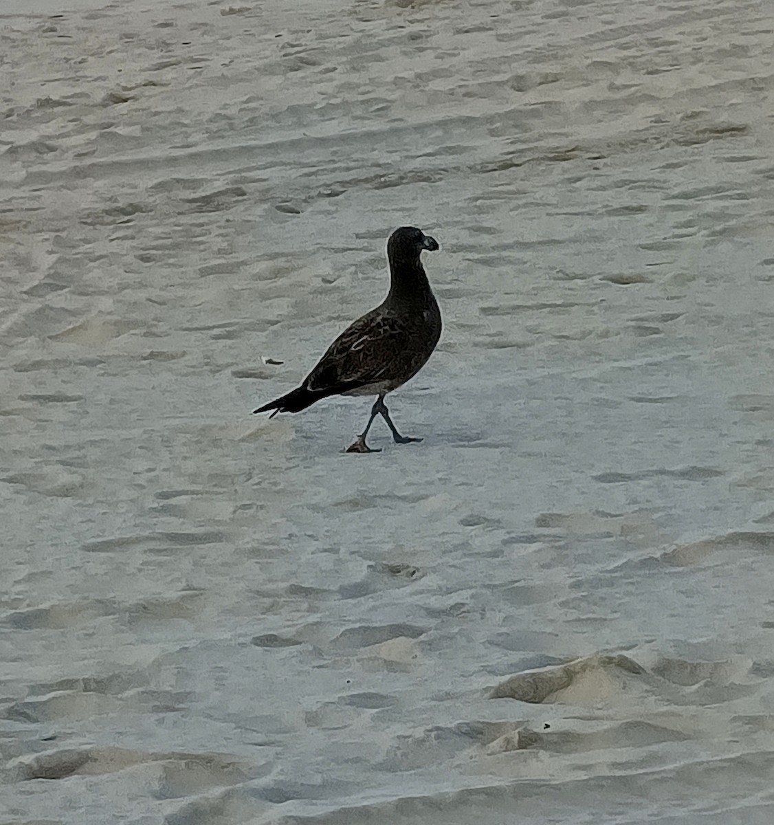 Pacific Gull - ML659546819