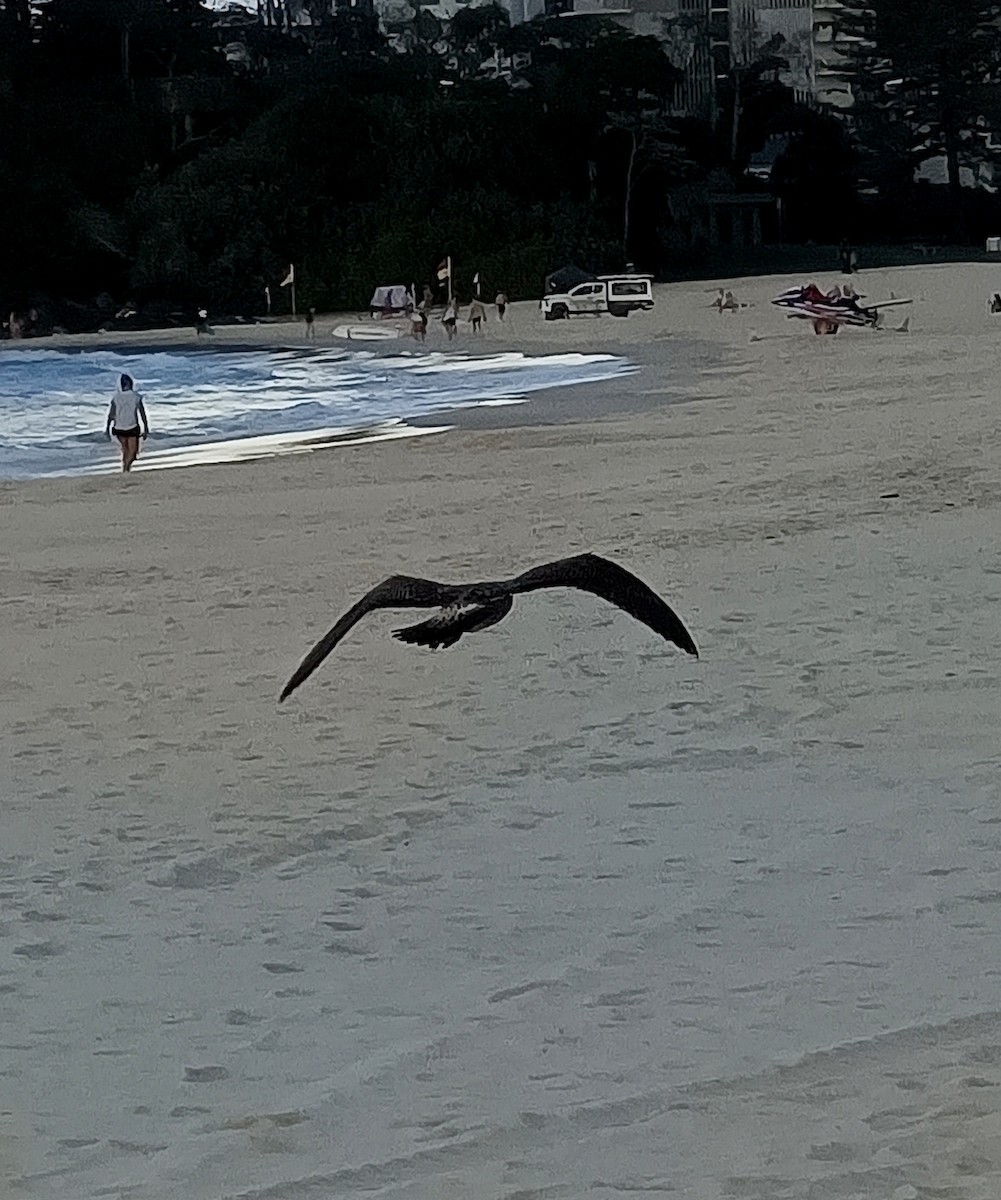 Pacific Gull - ML659546824