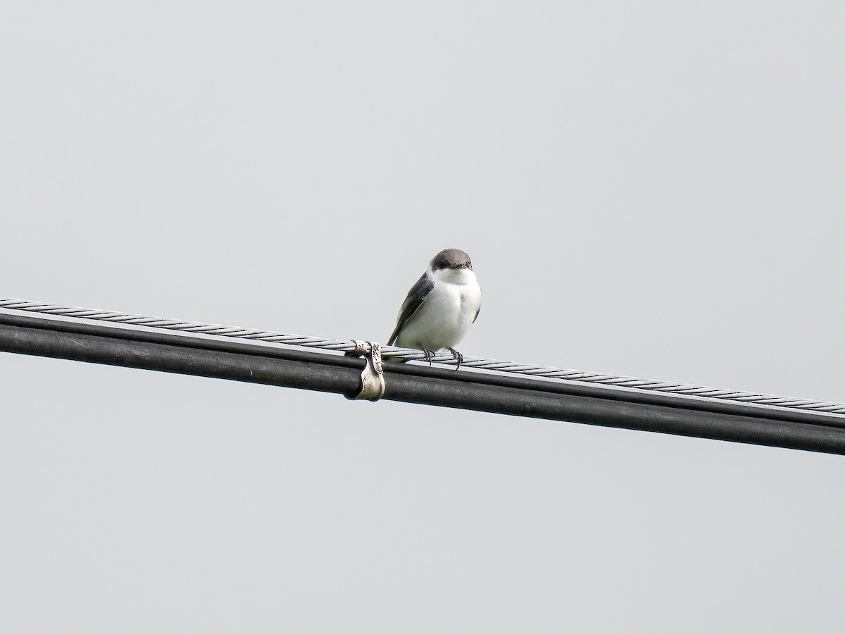 Golondrina Aliblanca - ML659547230