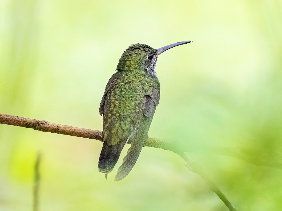 Amazilia Versicolor - ML659547278