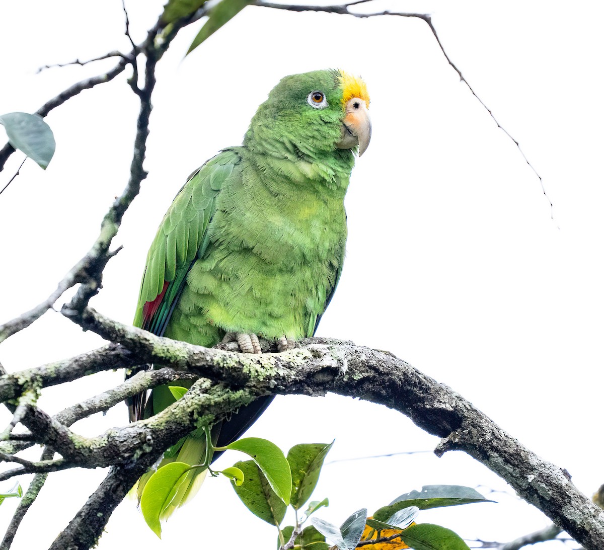 Amazona Real - ML659547341