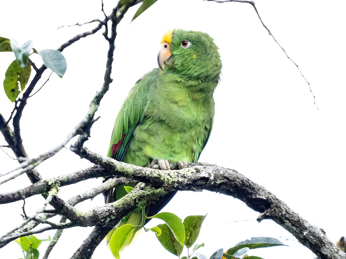 Amazona Real - ML659547342