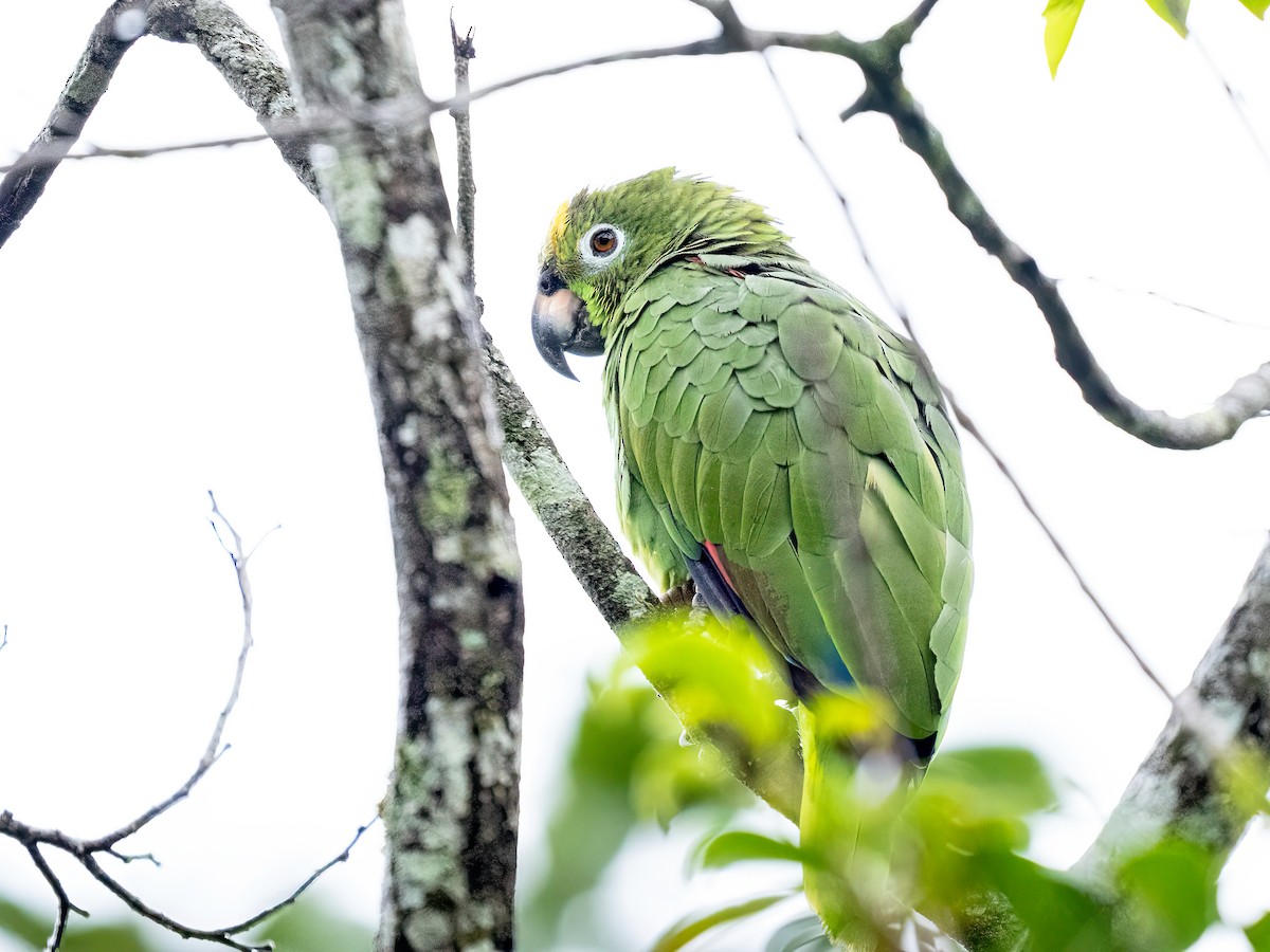 Amazona Real - ML659547343