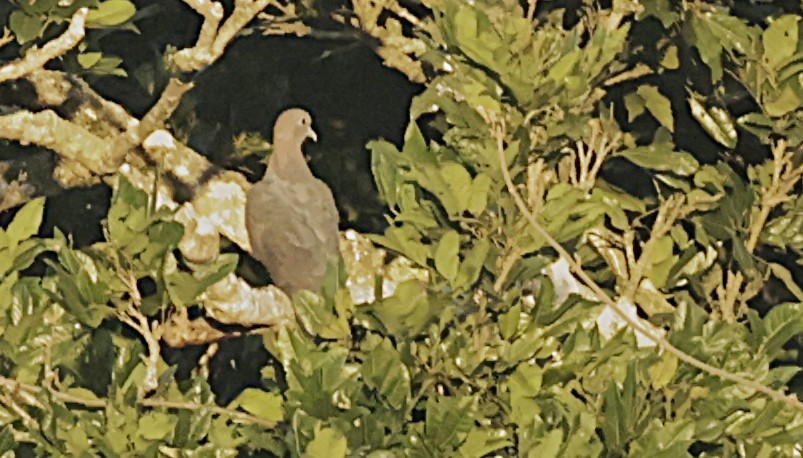 Eastern Bronze-naped Pigeon - ML659547520