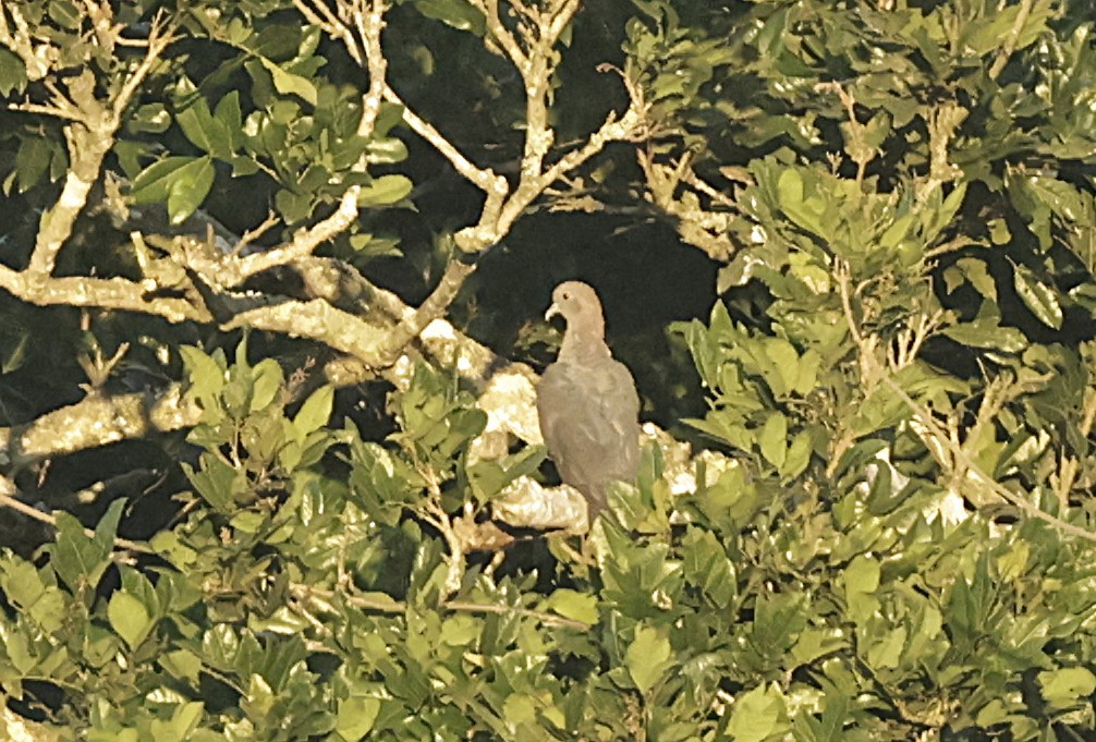 Eastern Bronze-naped Pigeon - ML659547524
