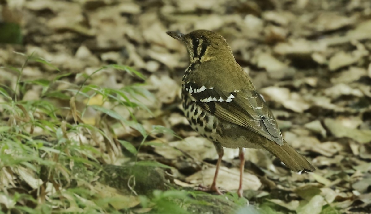 Spotted Ground-Thrush - ML659547528