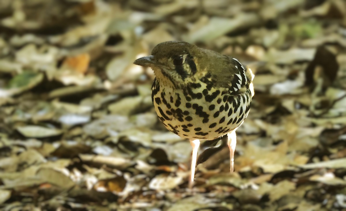 Spotted Ground-Thrush - ML659547533