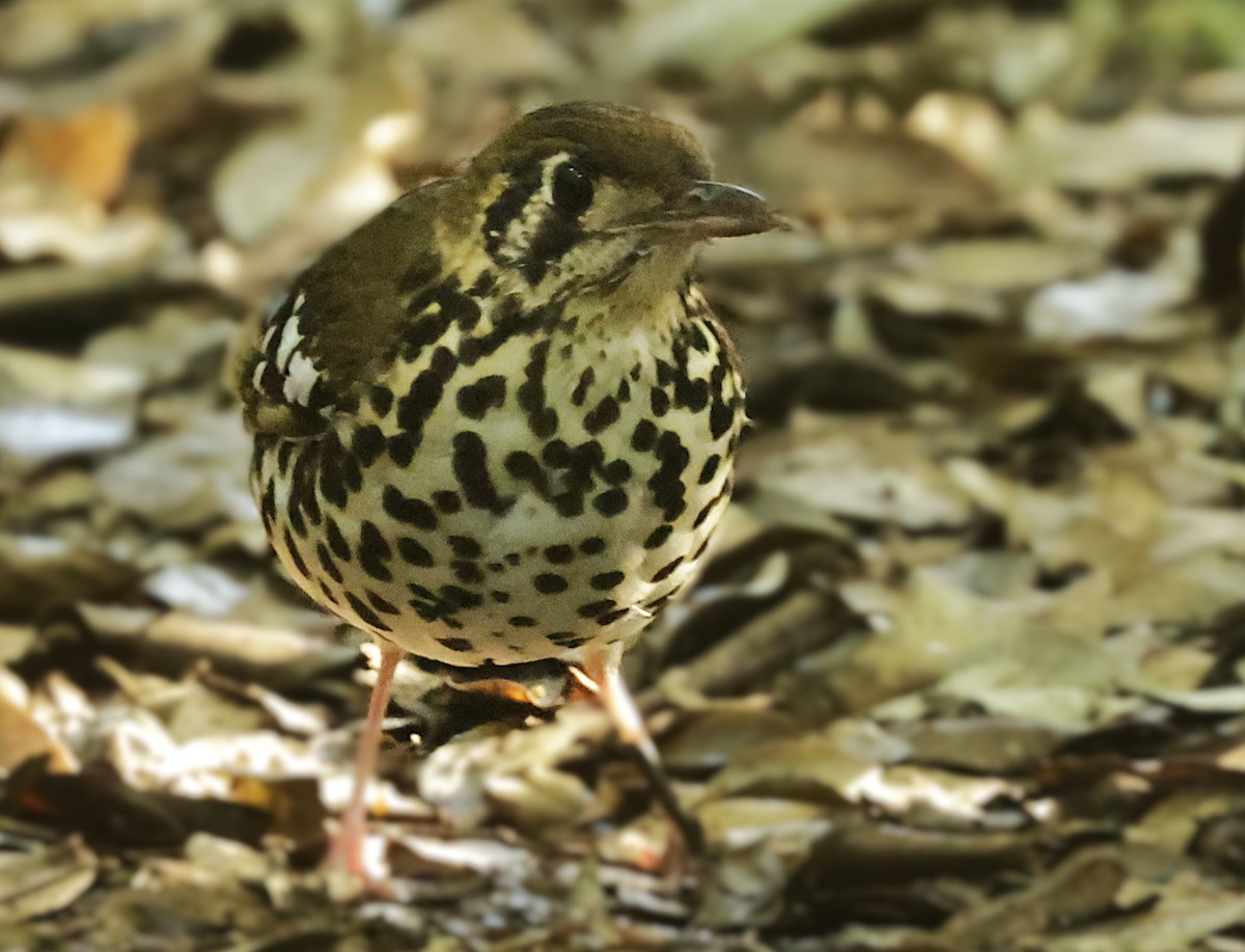 Spotted Ground-Thrush - ML659547548