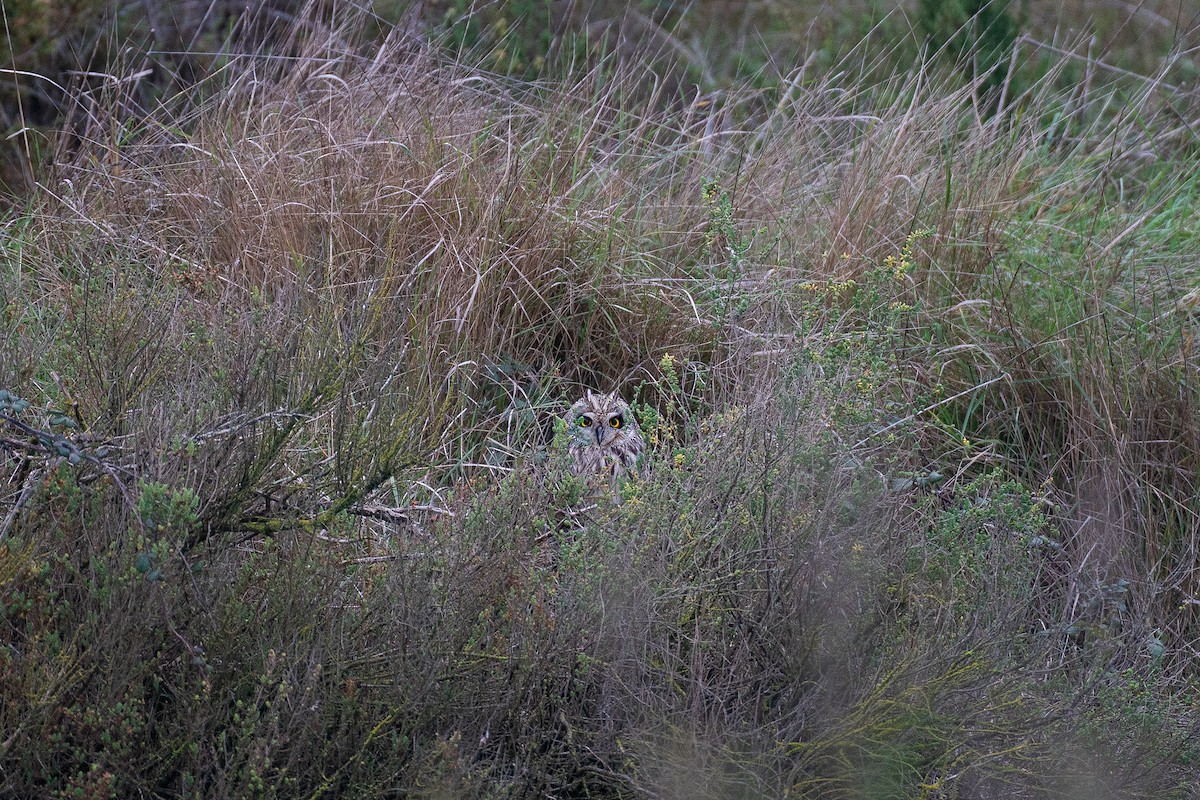 Short-eared Owl - ML659547557