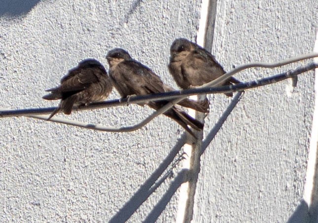 Golondrina Ventriparda - ML659548616