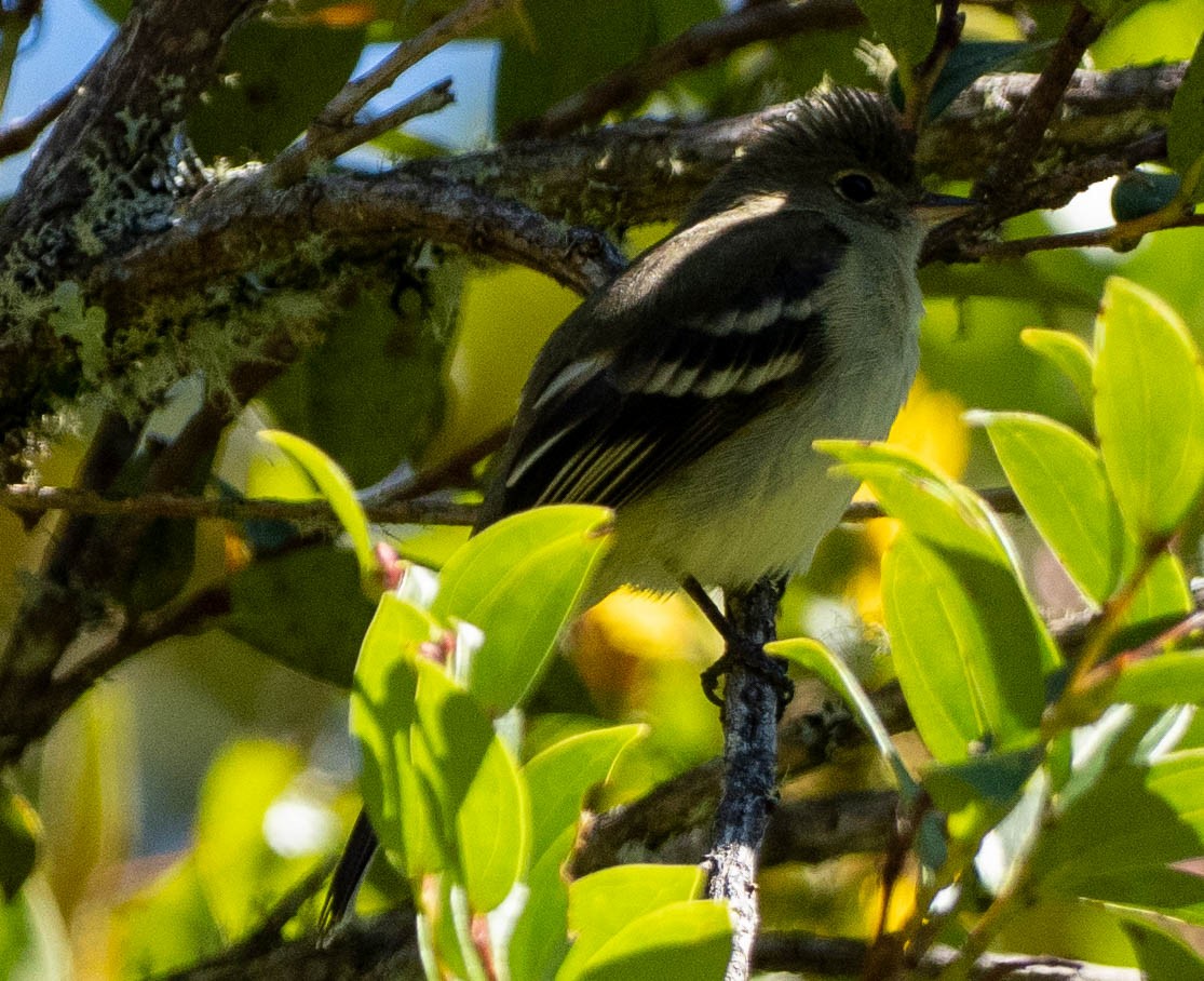 Fiofío de Pallatanga - ML659548633