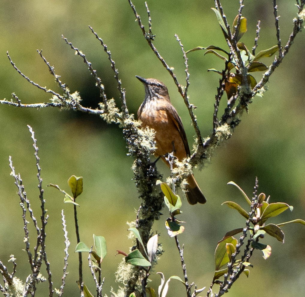Birro Grande - ML659548652