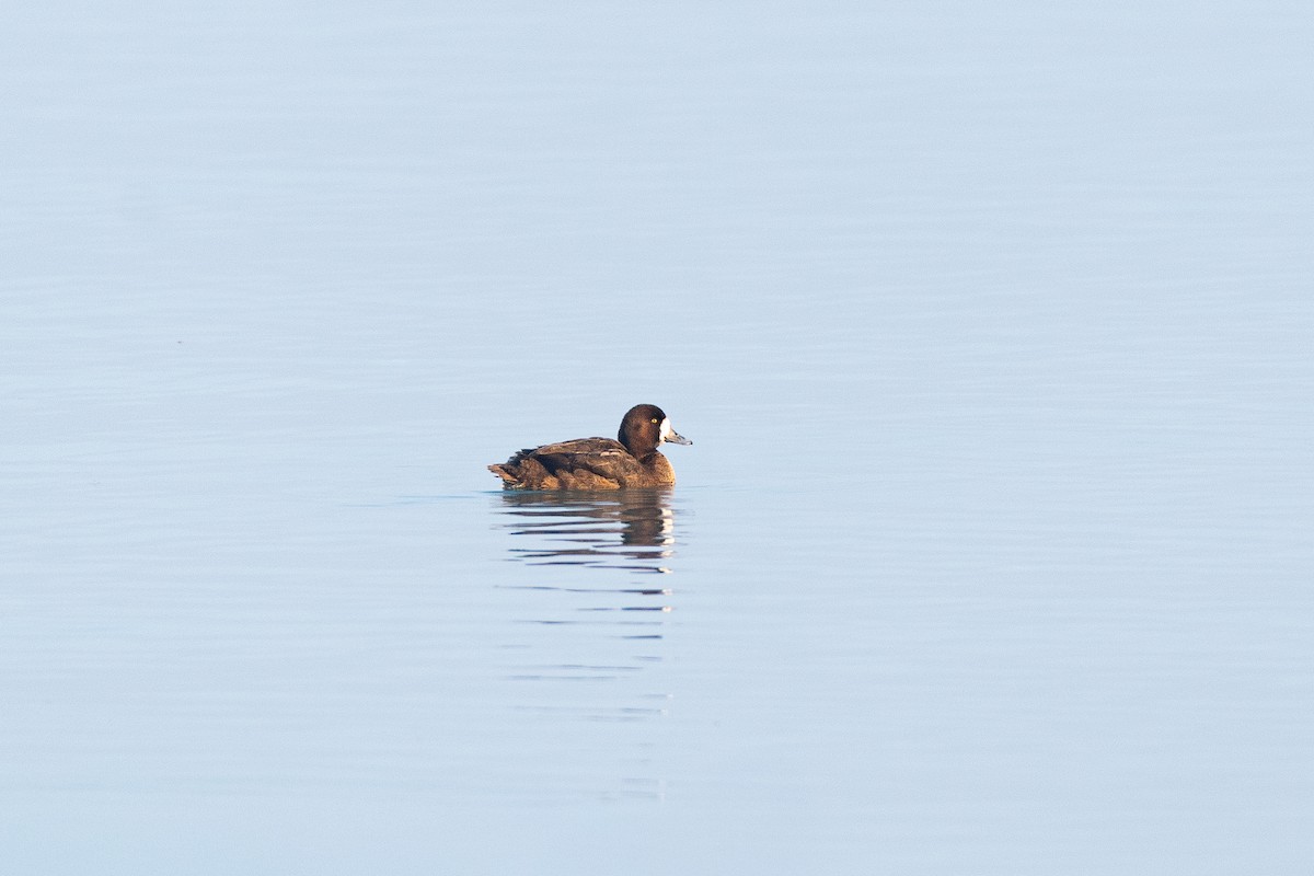 Greater Scaup - ML659550282