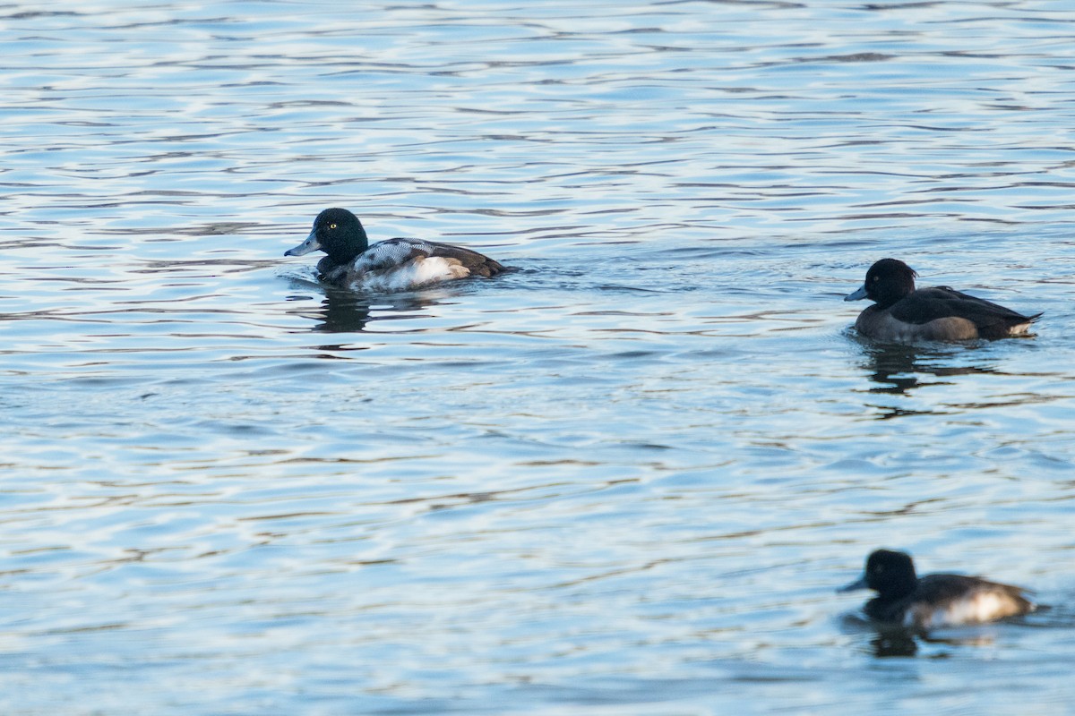 Greater Scaup - ML659550345