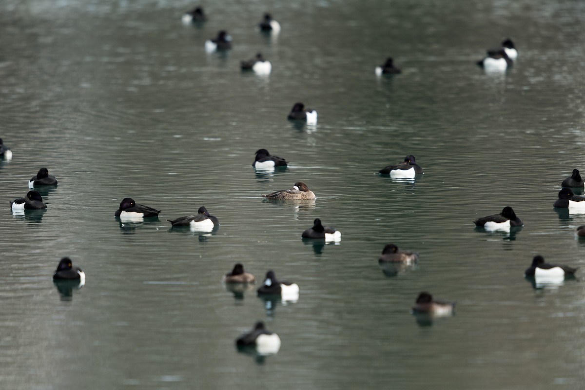 Greater Scaup - ML659550396