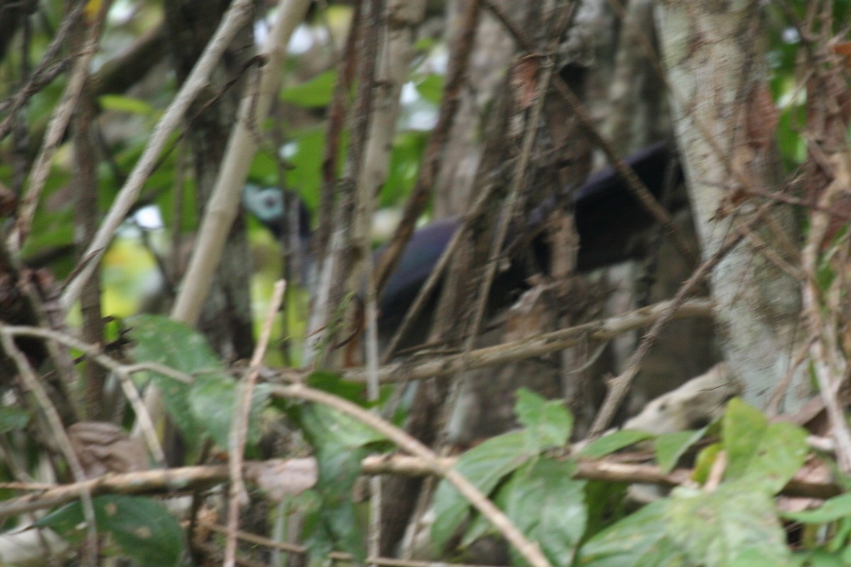 Bornean Ground-Cuckoo - ML659550611